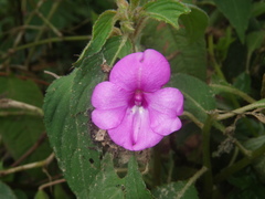 Impatiens rubricolor