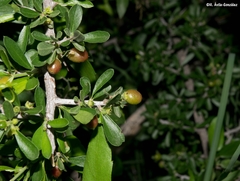 Condalia mexicana