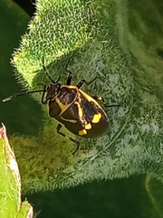 Eurydema oleracea