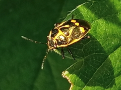 Eurydema oleracea