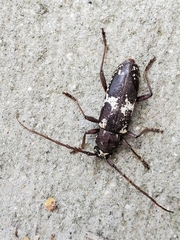 Enaphalodes taeniatus