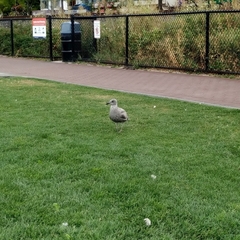 Larus