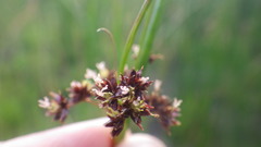 Juncus acutiflorus
