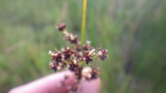 Juncus acutiflorus