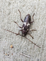 Enaphalodes taeniatus