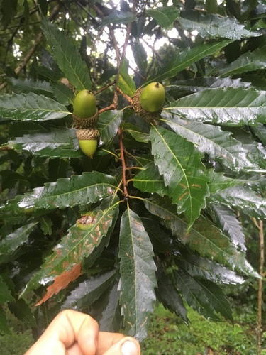Quercus corrugata - Immature green acorns with cupules alongside glossy leaves