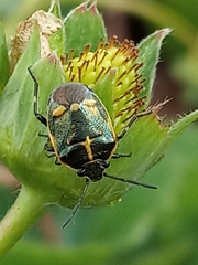 Eurydema oleracea