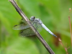 Palpopleura deceptor