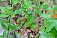 Calephelis arizonensis