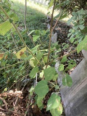 Pavonia lasiopetala
