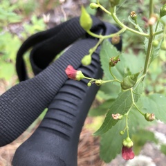 Scrophularia parviflora
