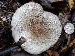 Tricholoma pardinum