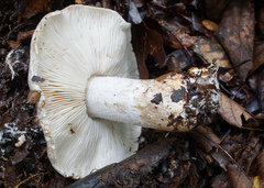 Tricholoma pardinum