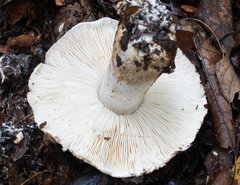 Tricholoma pardinum