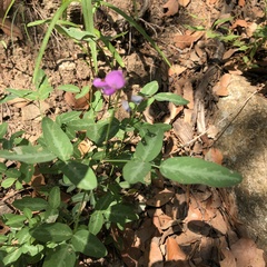 Desmodium batocaulon