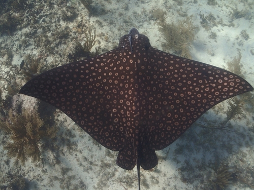 Spotted Eagle Ray, photo 4 of 8