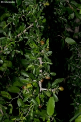 Condalia mexicana