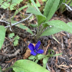 Gentianopsis barbellata