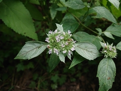 Pycnanthemum albescens