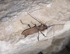 Hesperophanes sericeus