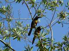 Pteroglossus aracari