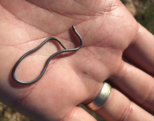 Photo of a Slender Thread Snake (Namibiana gracilior)