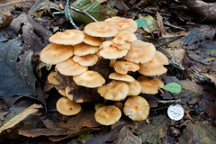 Desarmillaria caespitosa image