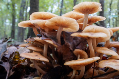 Desarmillaria caespitosa image