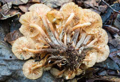 Desarmillaria caespitosa image