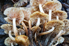Desarmillaria caespitosa image