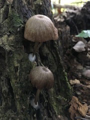 Entoloma fuscosquamosum