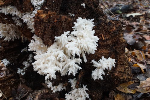 Coral tooth fungus