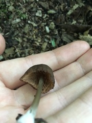 Entoloma fuscosquamosum