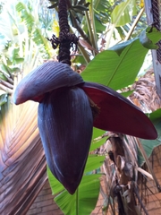 Musa × paradisiaca