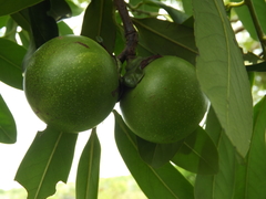 Diospyros nigra