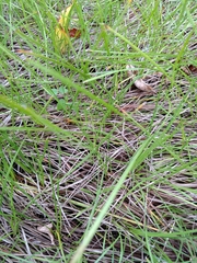 Eleocharis bifida