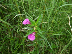 Impatiens chinensis