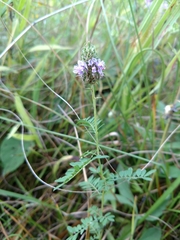 Dalea foliosa