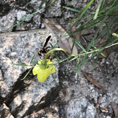 Smeringodynerus morelios