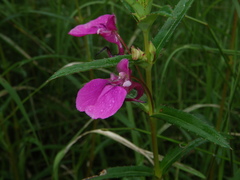 Impatiens chinensis