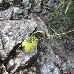 Smeringodynerus morelios