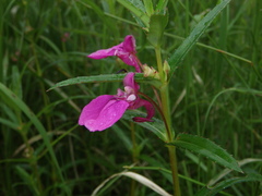 Impatiens chinensis