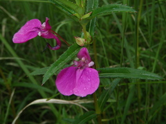 Impatiens chinensis