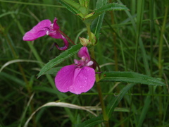 Impatiens chinensis