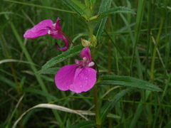 Impatiens chinensis