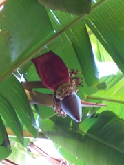 Musa × paradisiaca