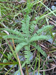 Astragalus tennesseensis