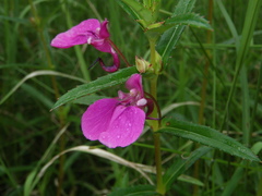 Impatiens chinensis