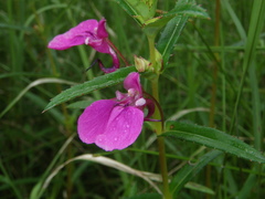 Impatiens chinensis