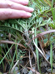 Astragalus tennesseensis